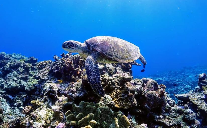 宮古島ダイビング