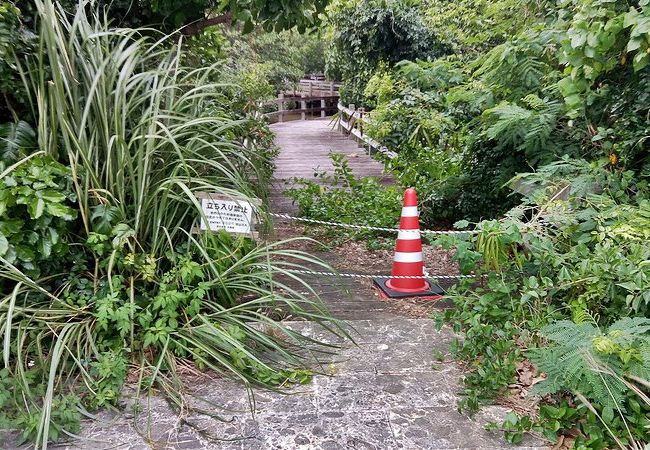 宮古島の観光スポットの川満マングローブ