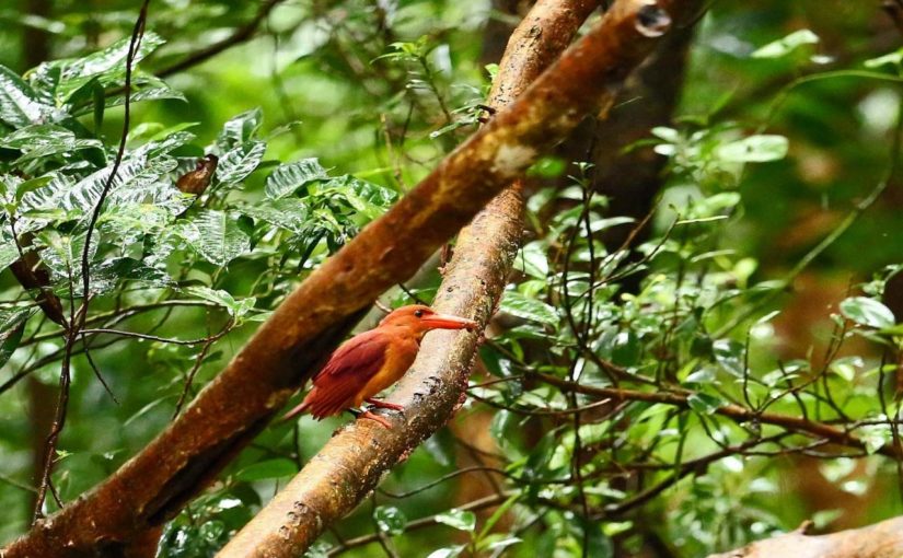 宮古島の観光スポットの大野山林