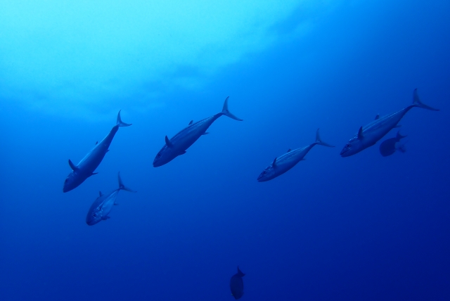 宮古島のダイビング