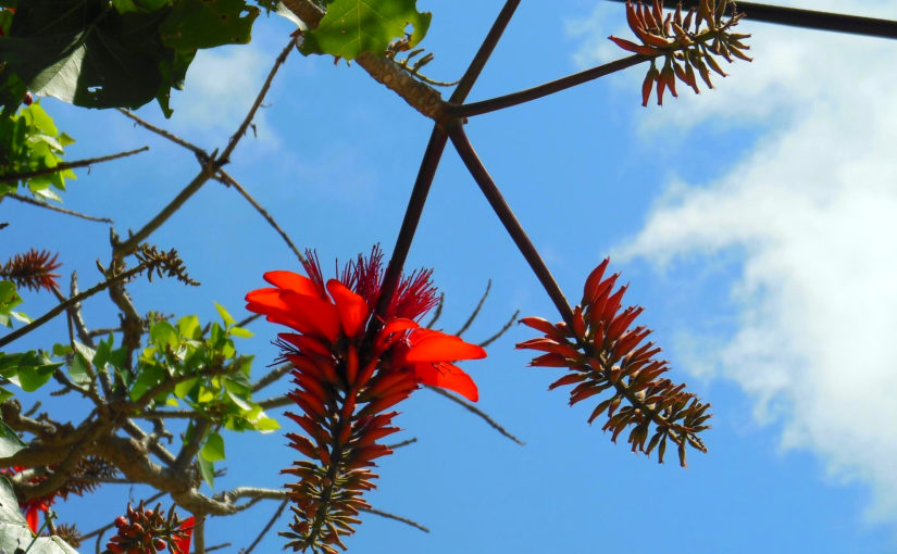4月の宮古島で咲くデイゴの花