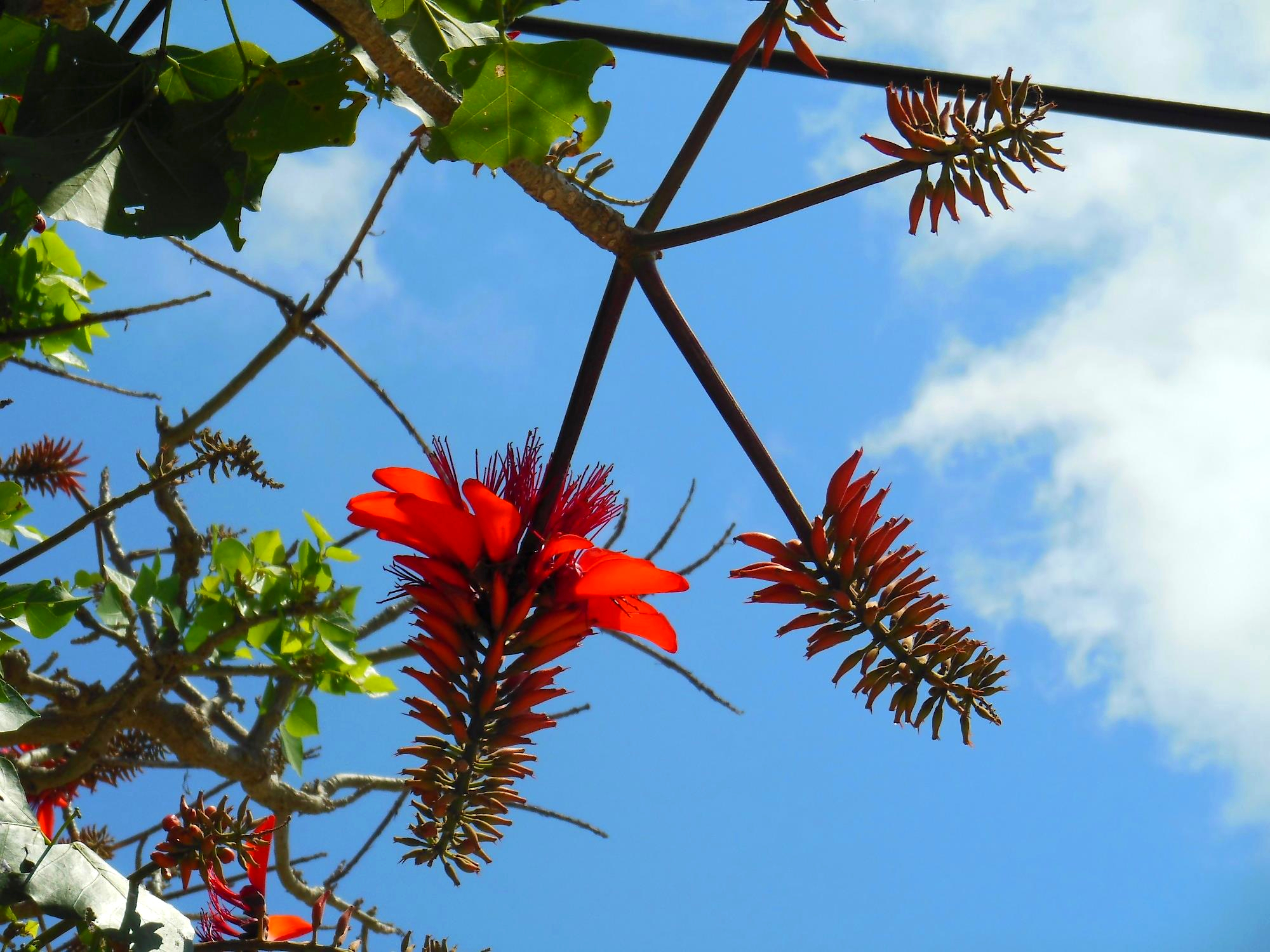 4月の宮古島で咲くデイゴの花