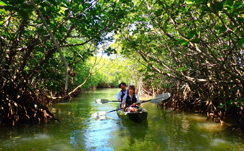 宮古島 マングローブカヌー