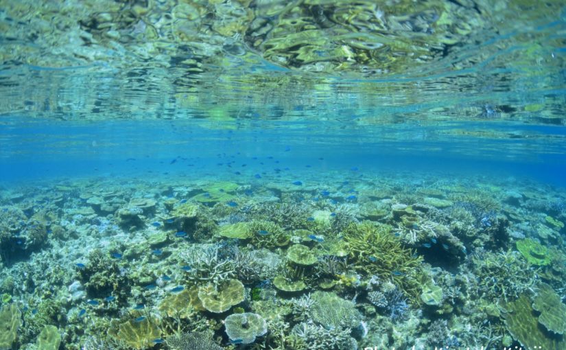 八重干瀬シュノーケリング