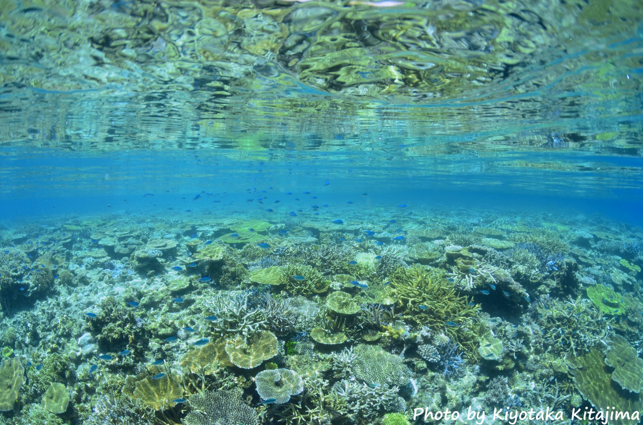 八重干瀬シュノーケリング