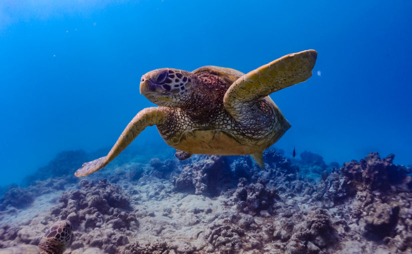 宮古島のウミガメ