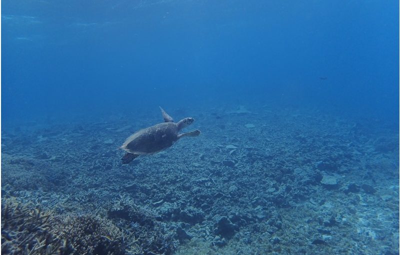 宮古島のシュノーケリング