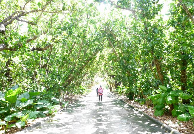 水納島-防潮林のトンネル