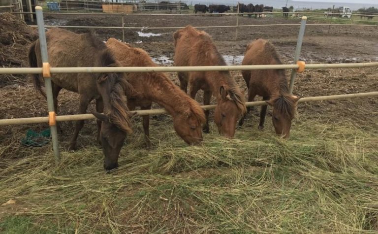 宮古島の観光スポットの宮古馬牧場