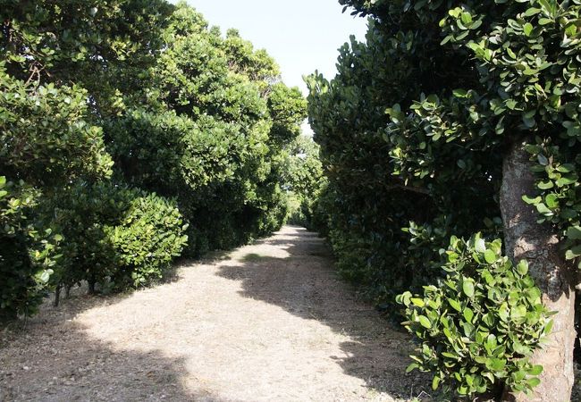 多良間島-塩川御嶽とフクギ並木