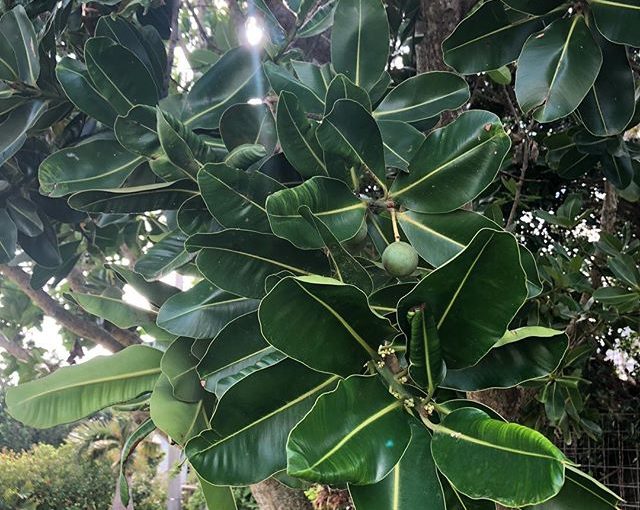 水納島-テリハボクの大木
