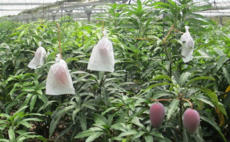 宮古島の観光スポットのユートピアファーム宮古島