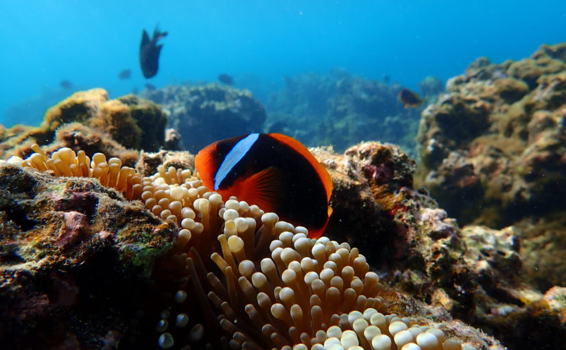 宮古島のシュノーケリング