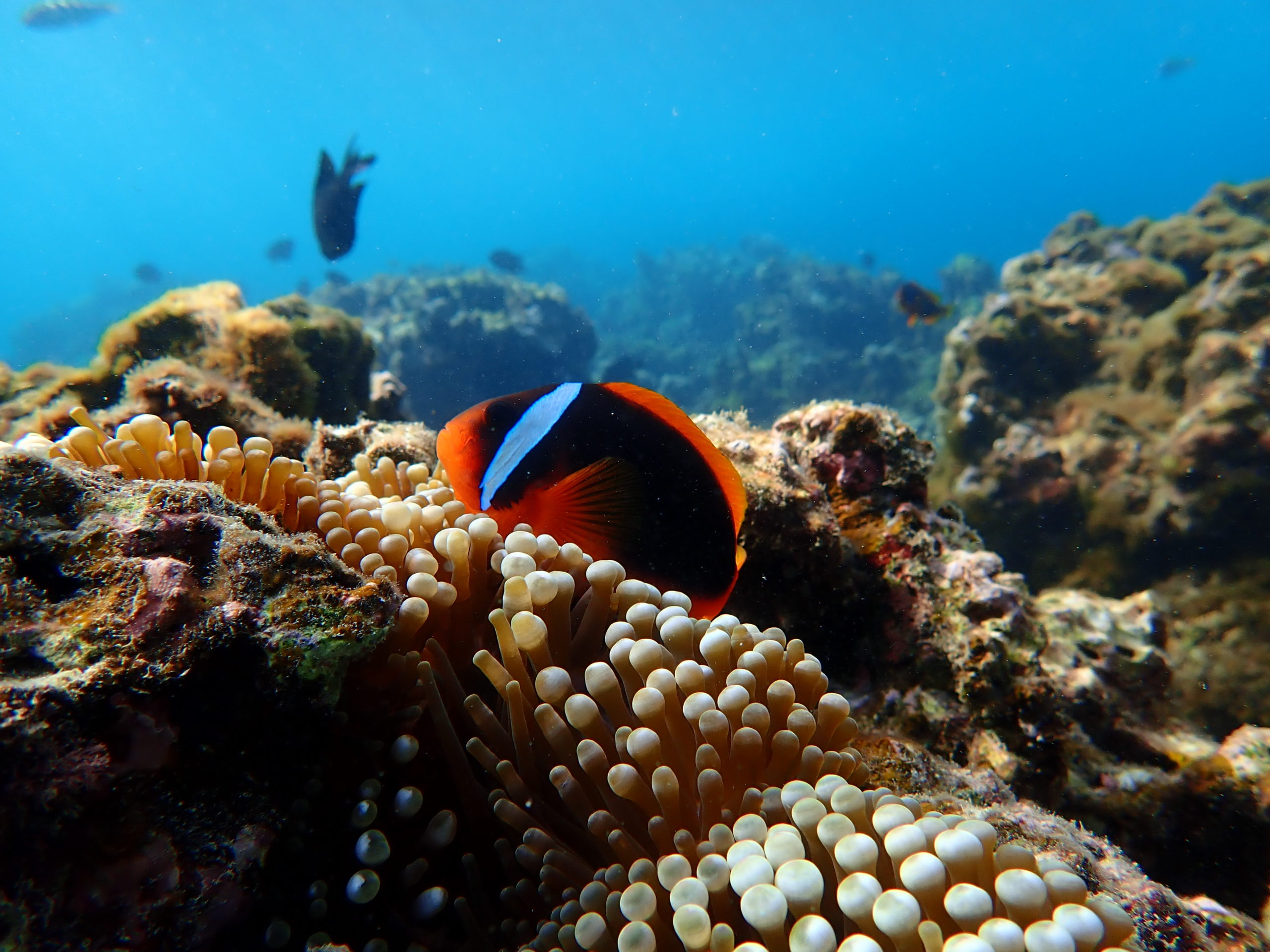 宮古島のシュノーケリング