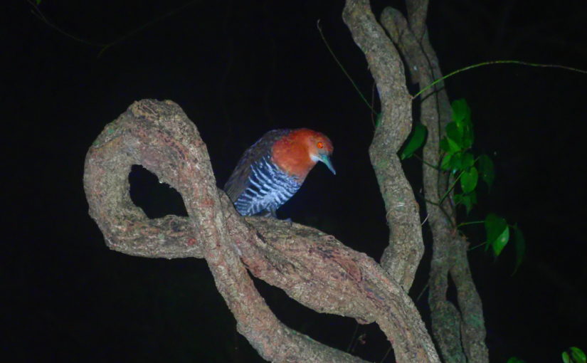 宮古島のナイトツアー