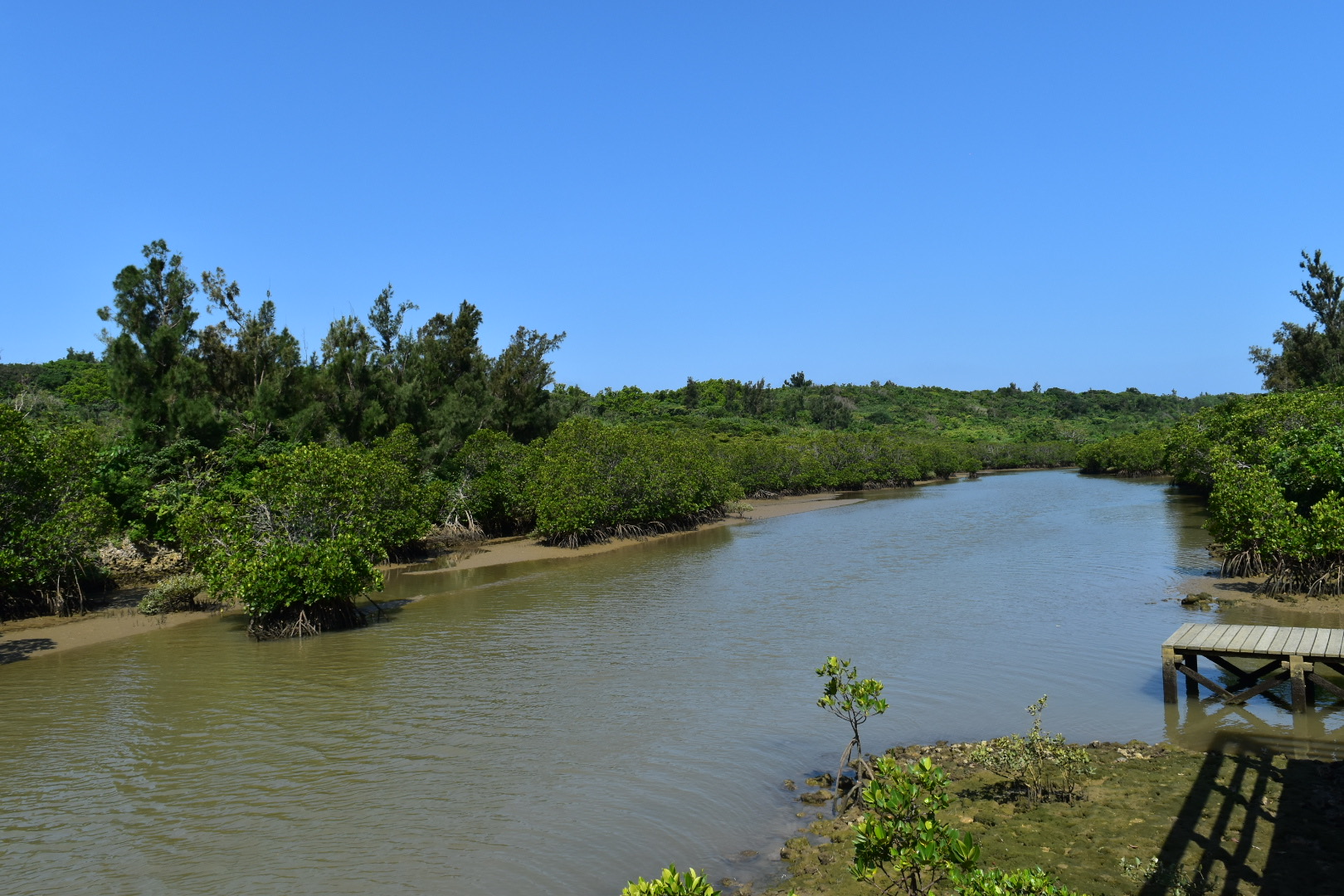 島尻マングローブ