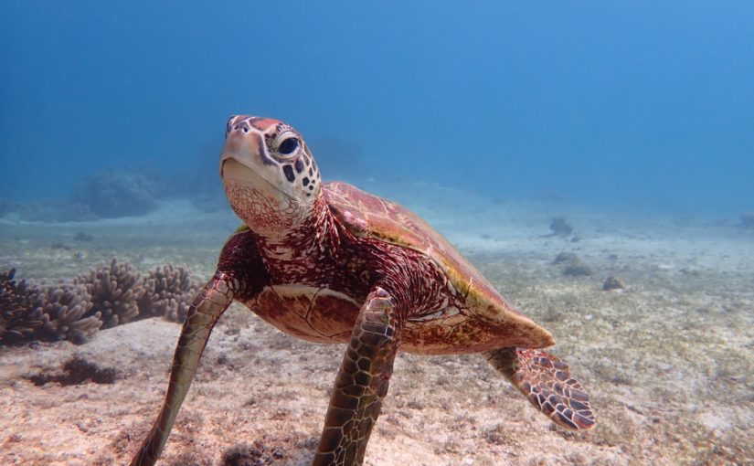 宮古島のウミガメ