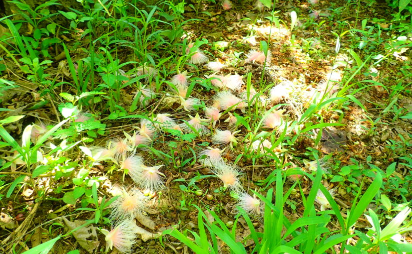 添道サガリバナ